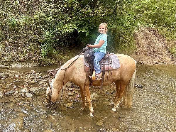 trail-horse-missouri-fox-trotter