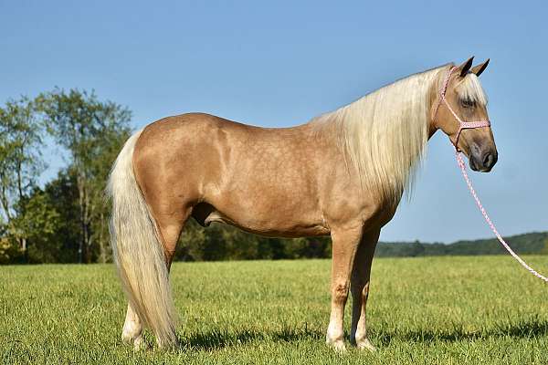 family-horse-missouri-fox-trotter