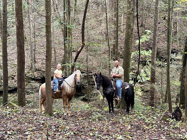 gentle-horse-missouri-fox-trotter