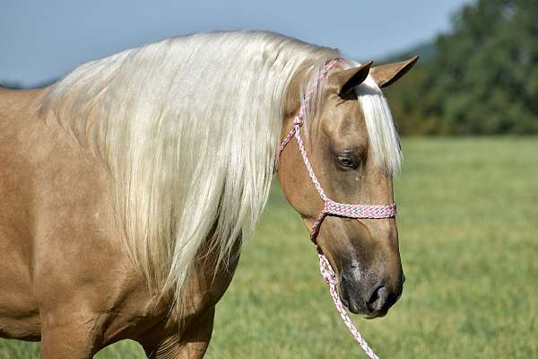 kid-friendly-missouri-fox-trotter-horse