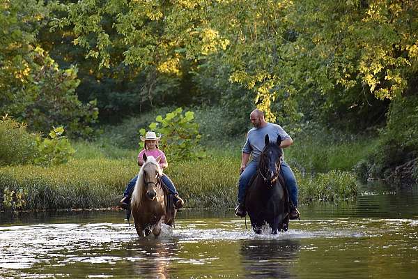 horse-for-sale-missouri-fox-trotter