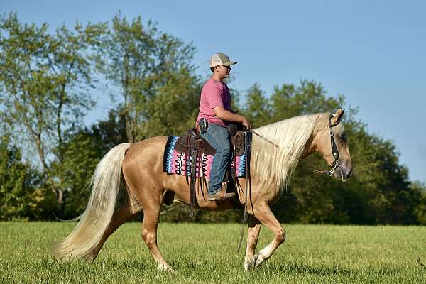 kid-safe-missouri-fox-trotter-horse