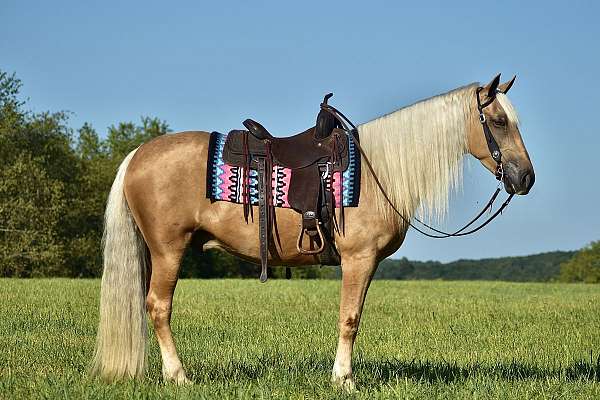 trail-horse-for-sale-missouri-fox-trotter