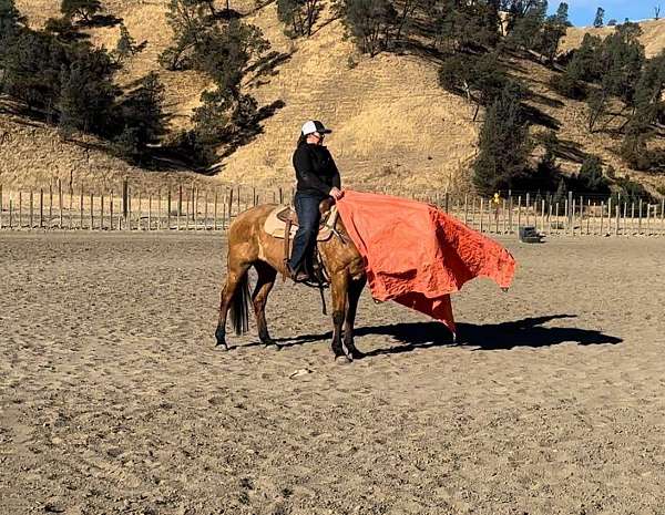 ranch-work-quarter-horse