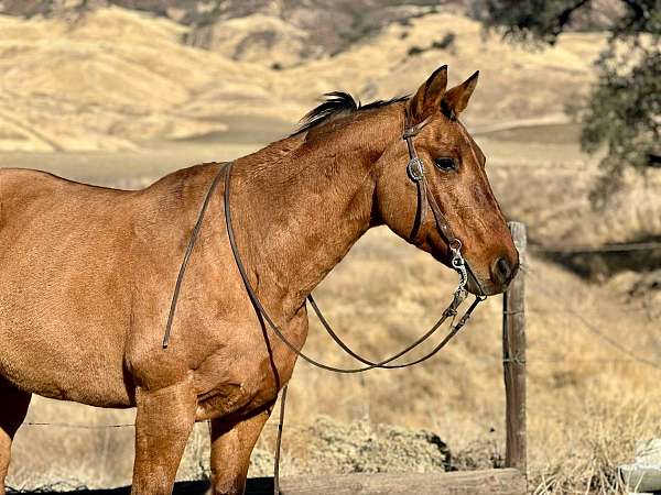 trail-quarter-horse