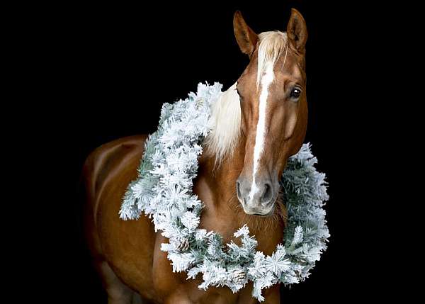 kentucky-mountain-horse-tennessee-walking