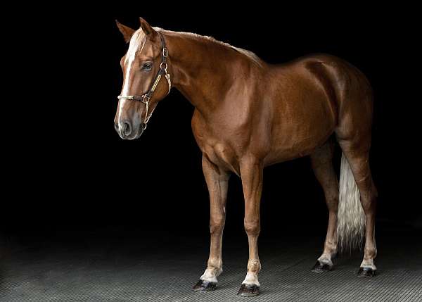 working-c-tennessee-walking-horse