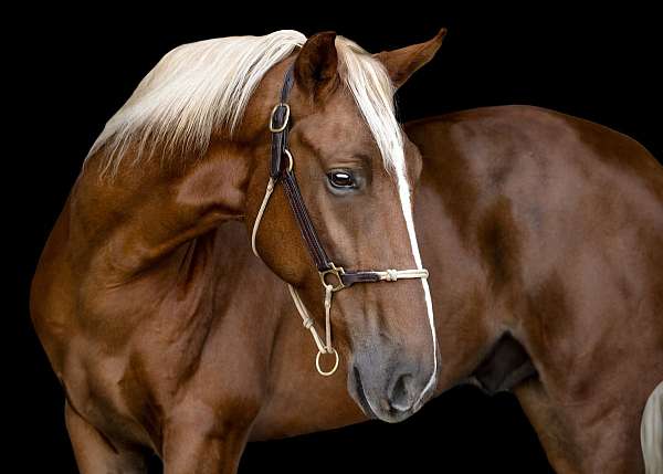 flaxen-mane-tail-horse