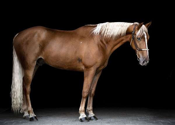 chestnut-flaxen-mane-tail-horse