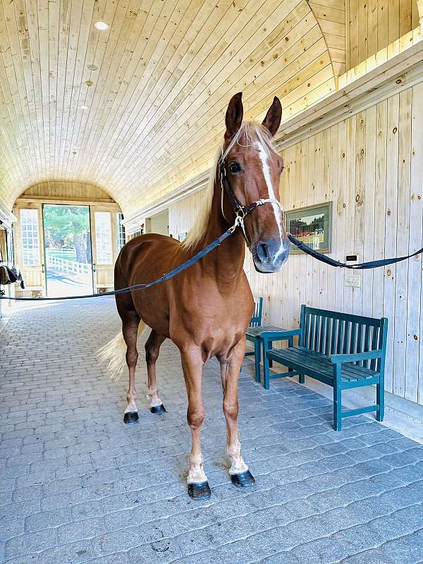 trail-horse-tennessee-walking