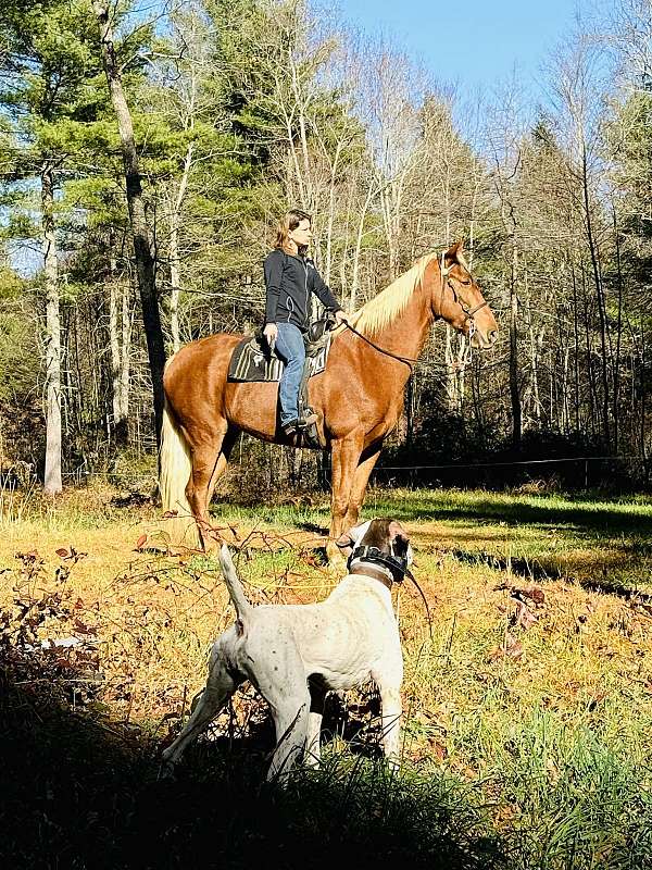 family-horse-tennessee-walking