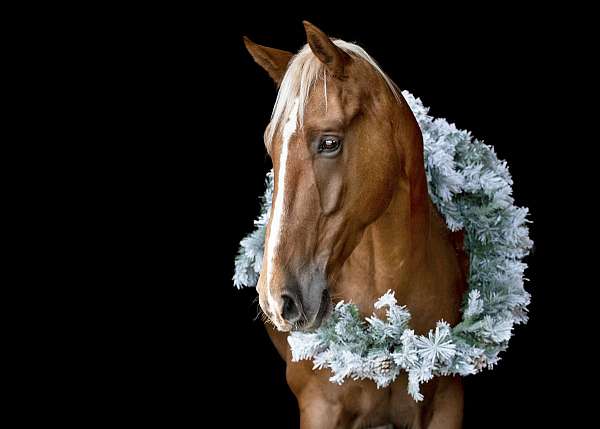 gaited-horse-tennessee-walking