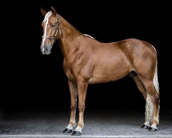 gentle-horse-tennessee-walking