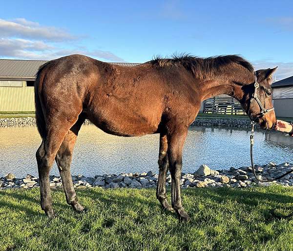 sporthorse-canadian-warmblood-horse