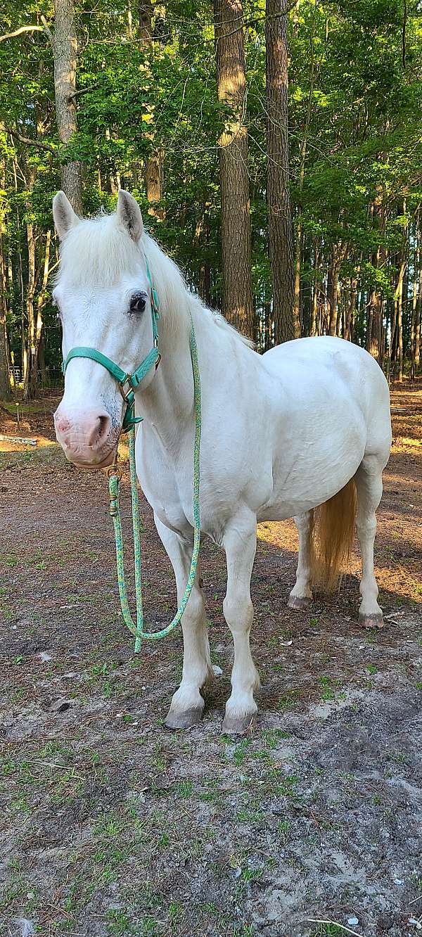 beginner-haflinger-horse