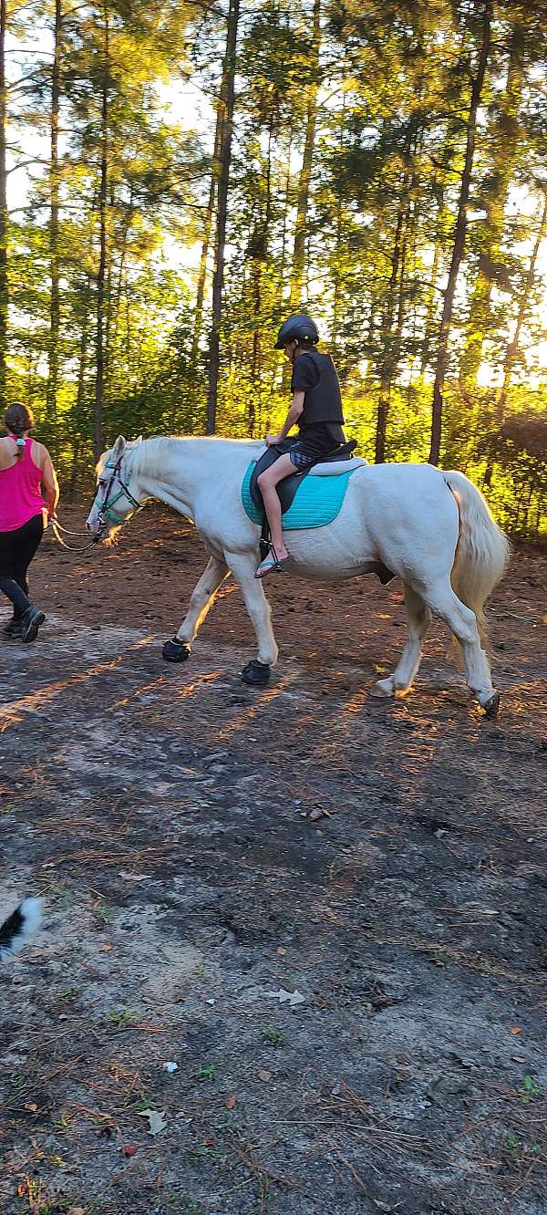 beginners-haflinger-horse