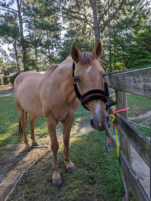 all-around-quarter-horse