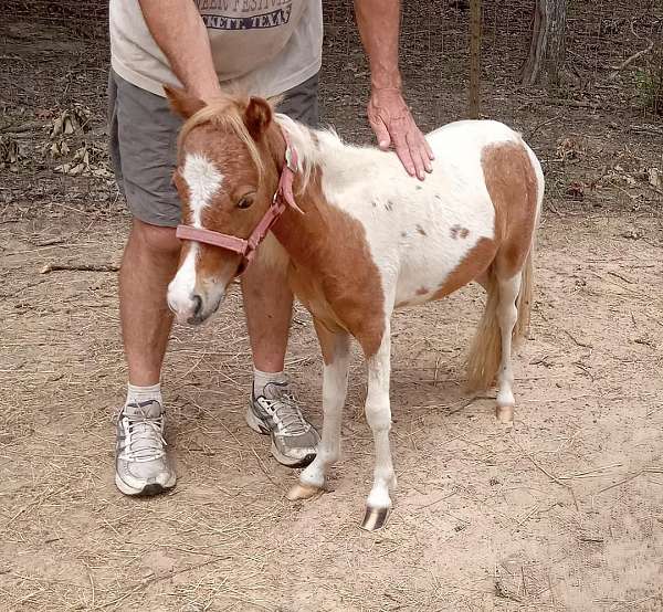 stud-miniature-pony