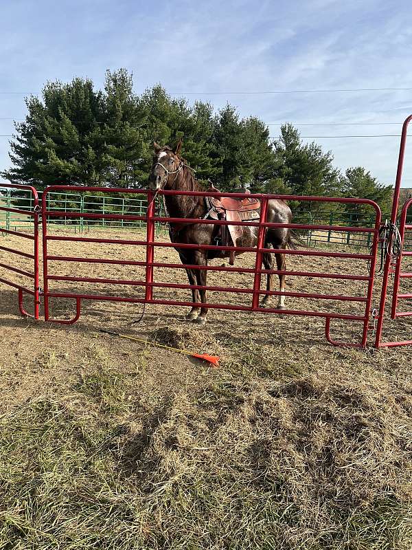 quarter-horse-gelding