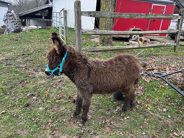 brown-cross-on-back-donkey