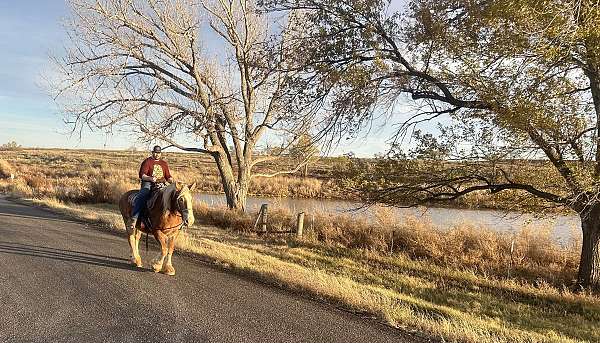 therapy-belgian-horse