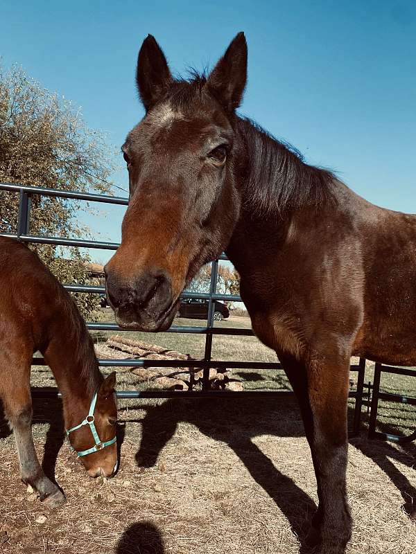 missouri-fox-trotter-gelding