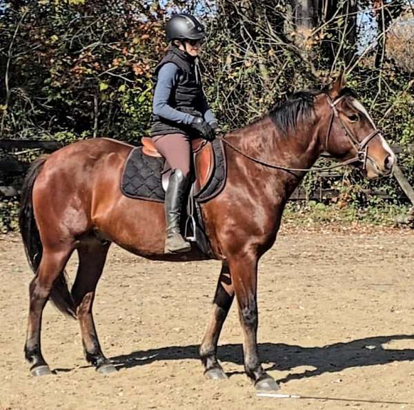 bay-with-blaze-morgan-horse