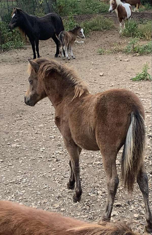 black-chocolate-amhr-filly-mare