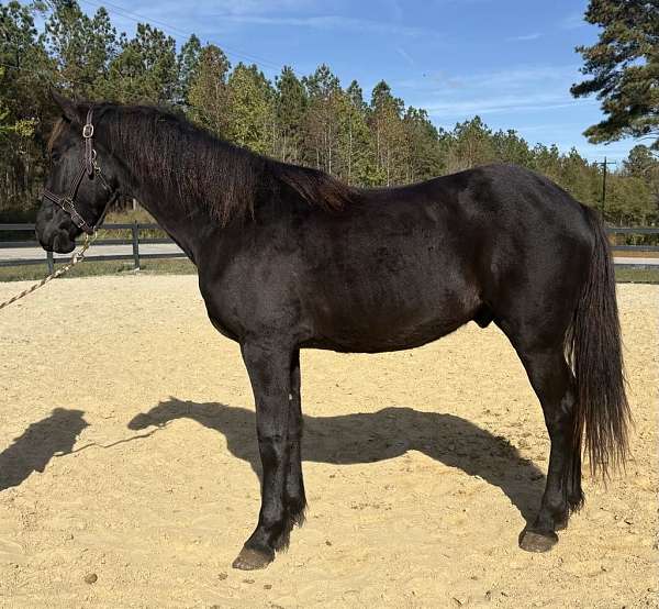 black-friesian-gelding