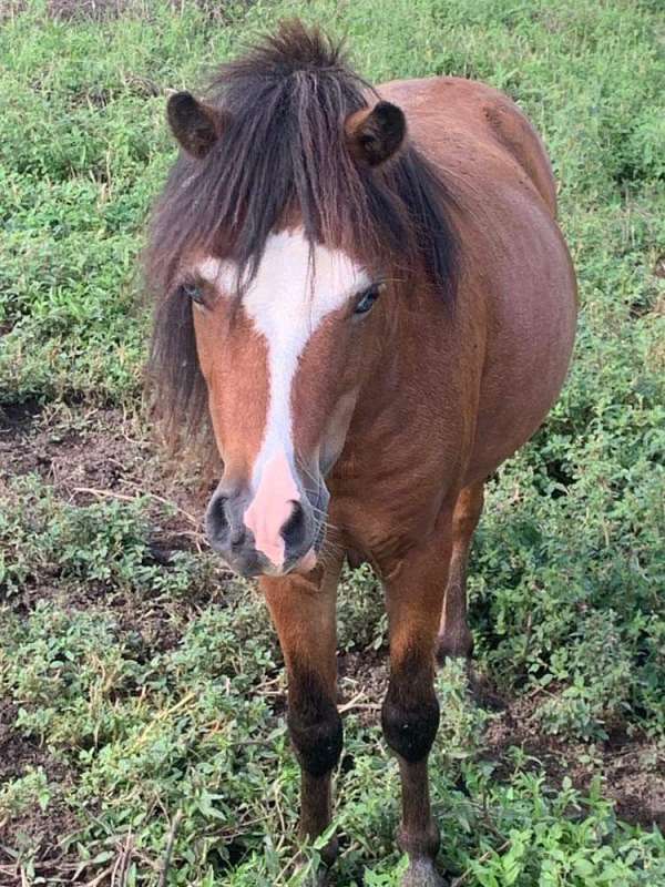 beginner-miniature-horse