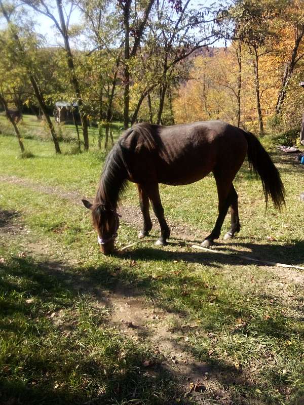 good-for-farrier-morgan-horse