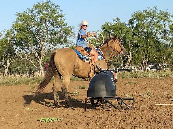 all-around-quarter-horse