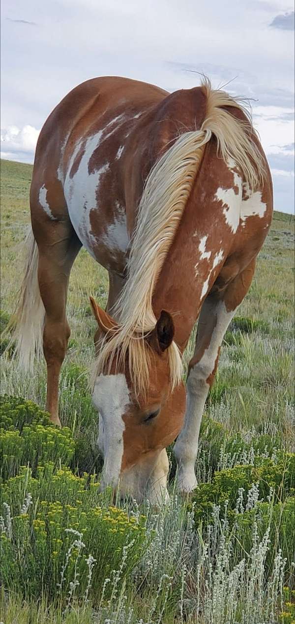 dark-hazel-eyes-horse