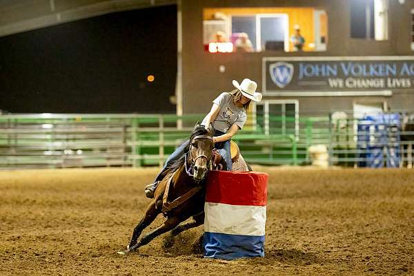 aqha-quarter-horse