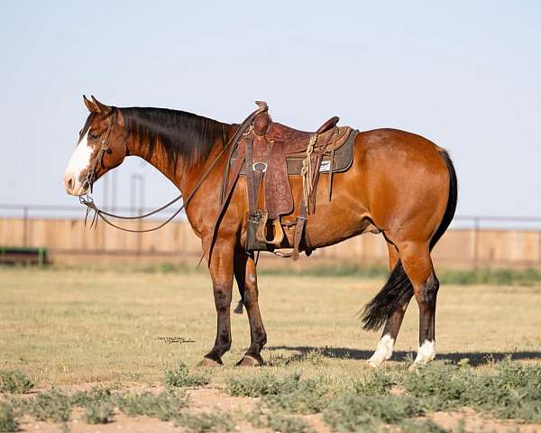 calf-roping-paint-horse