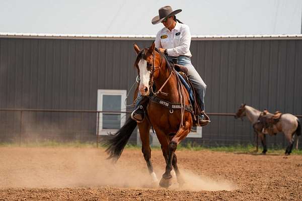 husband-safe-paint-horse