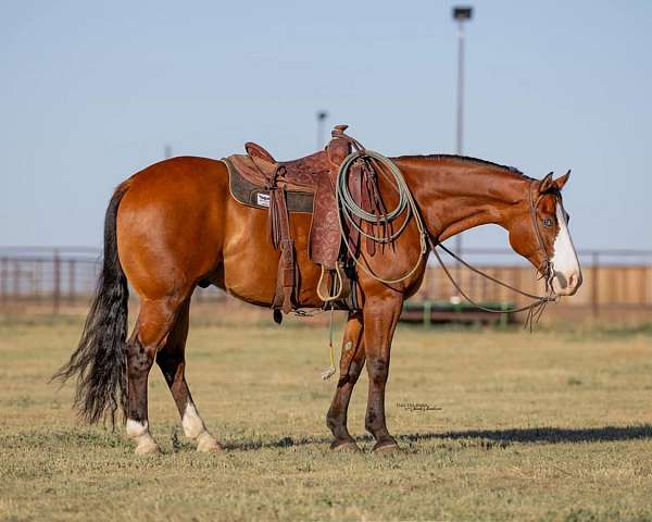 performance-paint-horse