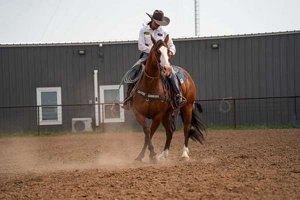 ranch-versatility-paint-horse