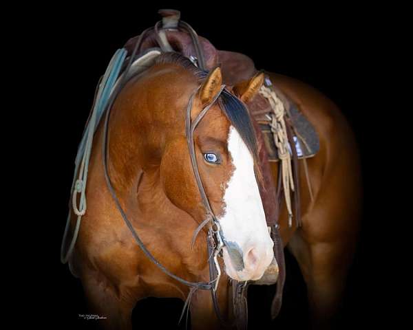 ranch-work-paint-horse