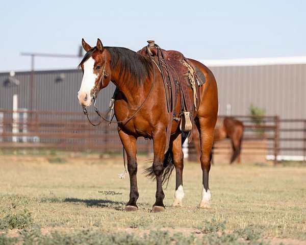 roping-paint-horse