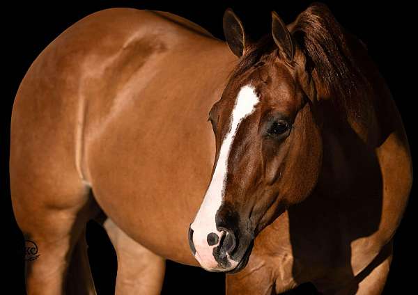 flashy-quarter-horse