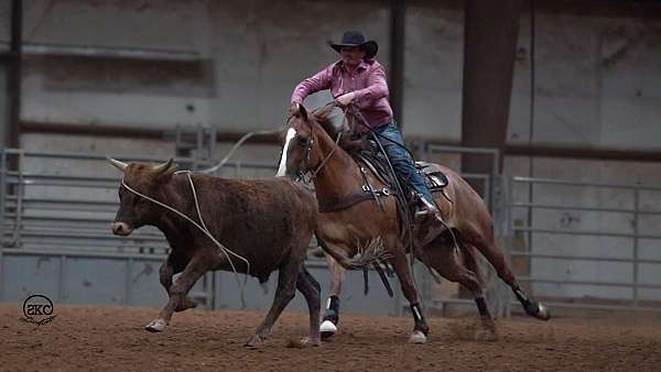 husband-safe-quarter-horse