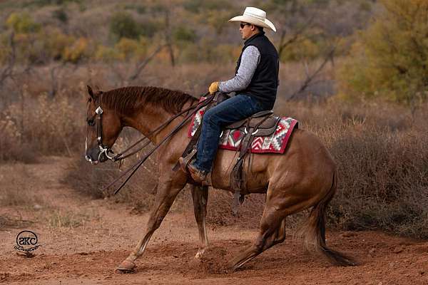 performance-quarter-horse