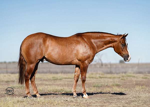 calf-roping-quarter-horse