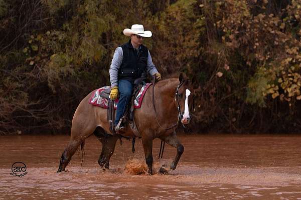 ranch-work-quarter-horse