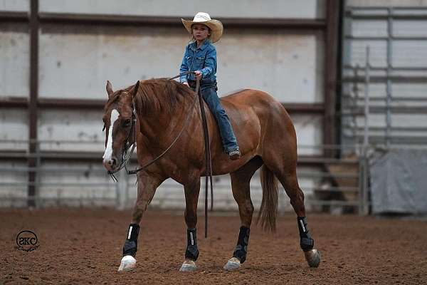 reining-quarter-horse