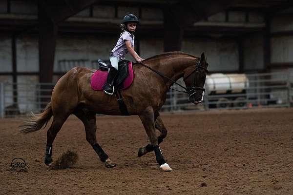 ridden-western-quarter-horse