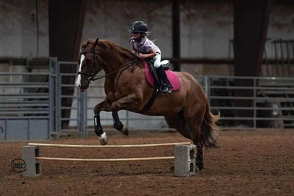 roping-quarter-horse