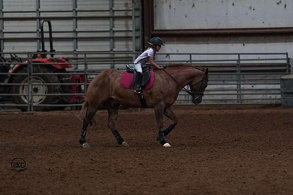 team-penning-quarter-horse