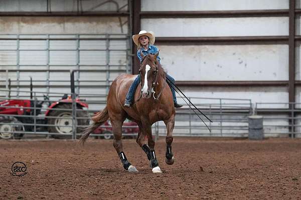 trail-riding-quarter-horse